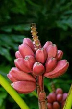 Bordelon musa banana for sale  Hurley