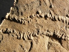 Rare cruziana fossil for sale  Salt Lake City