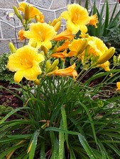 Plants yellow day for sale  York