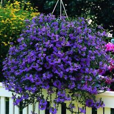 Scaevola aemula plug for sale  LONDON