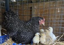 Hen cockerel ratio for sale  ROCHESTER