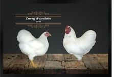 zwerg wyandotten gebraucht kaufen  Limbach-Oberfrohna