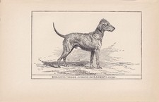 1900 bedlington terrier for sale  BIDEFORD