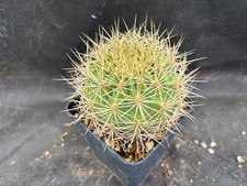 Matucana weberbaueri cactus usato  Massafra