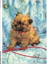 Akvp9 0746 chien d'occasion  France