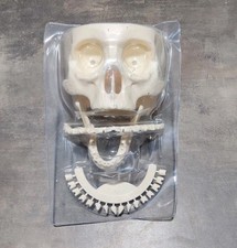 Miniature skeleton model for sale  BIRMINGHAM