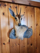 African grey duiker for sale  East Wakefield
