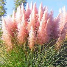 Pampas grass pink for sale  BURTON-ON-TRENT