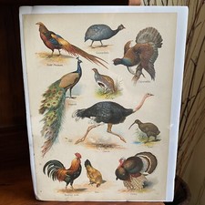 Antique 1890 pheasant for sale  Damascus
