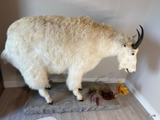 Rocky mountain goat for sale  Magnolia