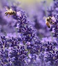 Blauer lavendel frostharte gebraucht kaufen  Kaiserslautern