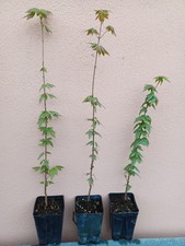 Acer buergerianum acero usato  Ardea