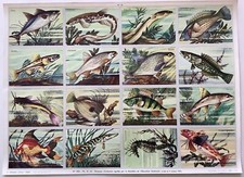 Planche pédagogie poissons d'occasion  Saint-Léger-sur-Dheune