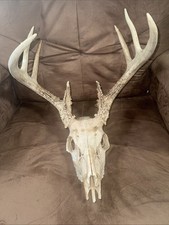 Deer head antlers for sale  Mount Washington