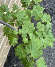 Acer circinatum sunny for sale  Independence