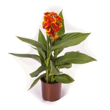 Canna red golden for sale  LLANDYSUL