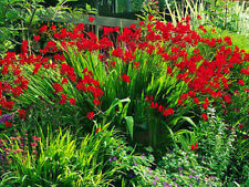 Crocosmia lucifer. 113 for sale  Lynnwood
