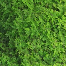 Live moss 6x6 for sale  Tewksbury