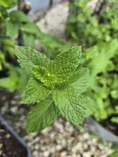 Spearmint fresh cuttings for sale  Opa Locka