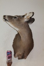 Yearling whitetail deer for sale  Brandon