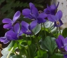 30+ Sementes de Flores de Viola Queen Charlotte Anual de Longa Duração comprar usado  Enviando para Brazil