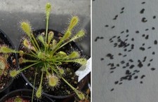Semi drosera nidiformis usato  Grumo Appula