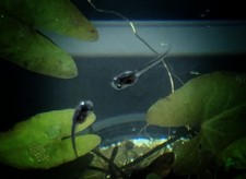 African dwarf frog for sale  Coral Springs