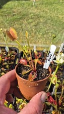 spring trap for sale  NOTTINGHAM
