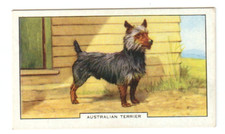 1938 gallaher dog for sale  Bristol
