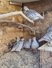 Quail bobwhite snowflake for sale  UK