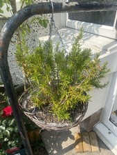 winter hanging basket for sale winter hanging basket for sale DUMFRIES