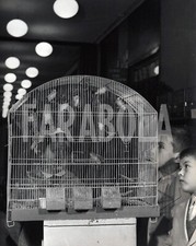 Vintage animali milano usato Vintage animali milano usato  Roma