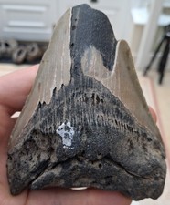 Large megalodon tooth for sale  BURGESS HILL