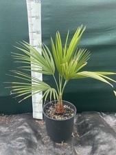 Brahea aculeata pot for sale  ASHFORD