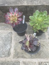 Rare aeonium variegated for sale  SHEFFIELD