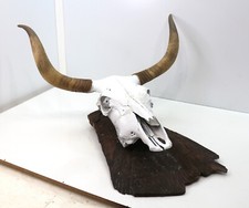 Large mounted longhorn for sale  Panama City