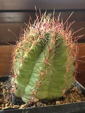 Thelocactus bicolor 6.5 usato  Valdastico