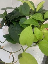 Rooted bundle houseplants for sale  Woodhaven