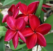 Bright red plumeria for sale  Ravensdale