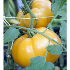 Pomodoro brandywine yellow usato  Monreale