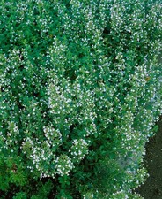 Calamintha nepeta blue gebraucht kaufen Calamintha nepeta blue gebraucht kaufen  Westerstede