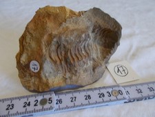 Fossile.trilobite.calymene.mar d'occasion  Sainte-Maxime