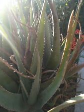 2X Aloe Vera Barbadensis cretense comestível *NÃO TRANSGÊNICO* (planta com raízes), usado comprar usado  Enviando para Brazil