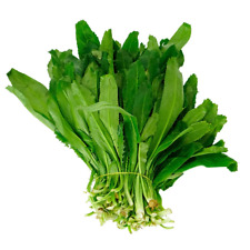 700 fresh cilantro for sale  Austin
