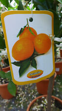 Rangenbaum citrus arancio gebraucht kaufen  Düsseldorf