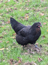 Bruteier marans schwarz gebraucht kaufen  Plettenberg