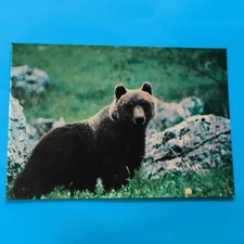 Orso marsicano fauna usato  Bari