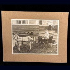 Vtg photo goat for sale  New Haven