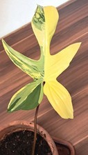 philodendron gebraucht kaufen philodendron gebraucht kaufen Wuppertal