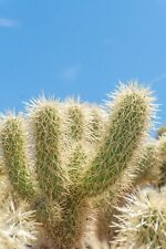 Cylindropuntia bigelovii teddy for sale  Las Vegas